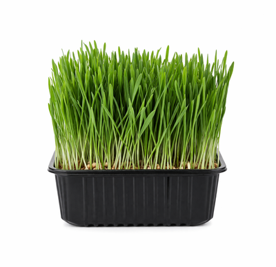 Microgreens - Wheatgrass