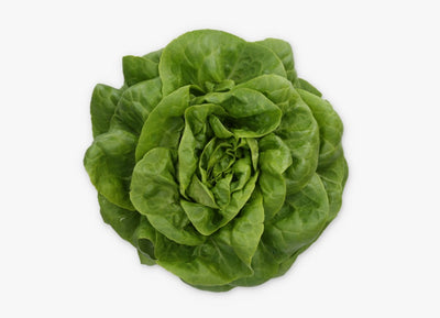 Butterhead Green Lettuce