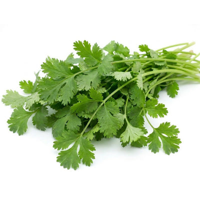 Coriander / Cilantro