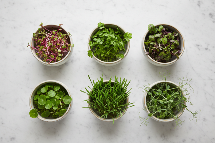 Why Microgreens Beat Salad Leaves: The 40x Nutrient Difference