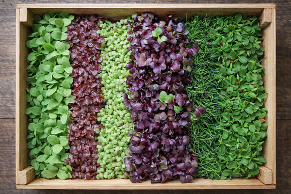 Bundle - Microgreens Box
