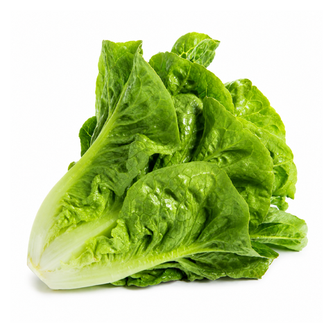 Baby Romaine Lettuce