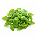 Basil Genovese Baby leaf