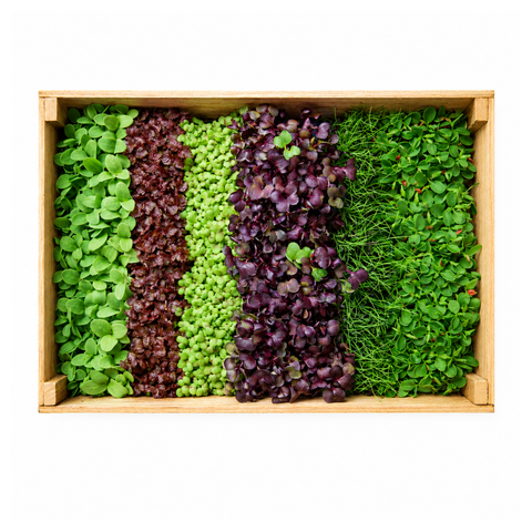 Bundle - Microgreens Box