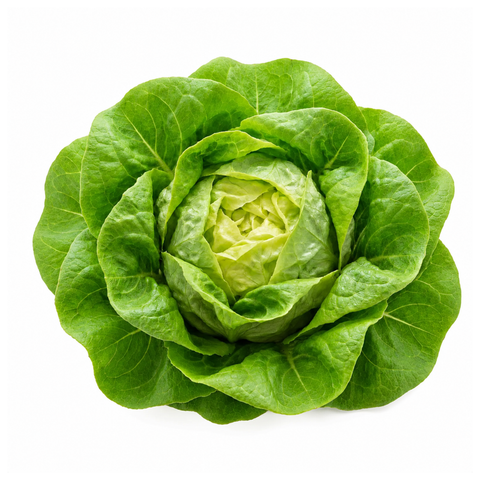Butterhead Green Lettuce