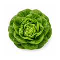 Butterhead Green Lettuce