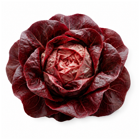 Butterhead Red Lettuce