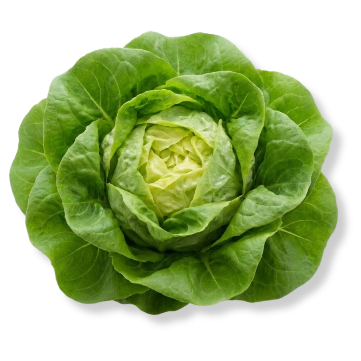 Butterhead Green Lettuce - image 1