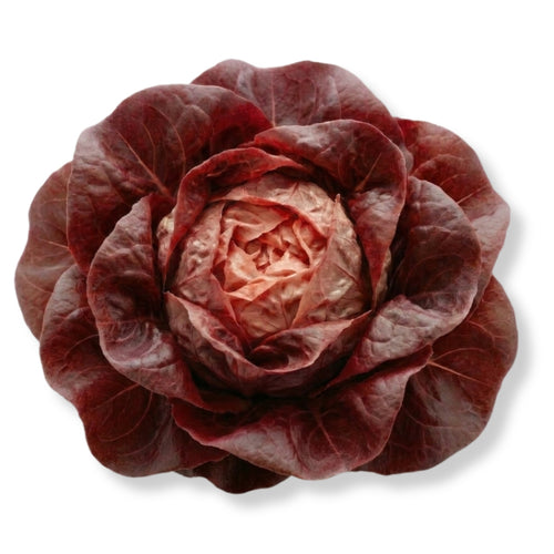 Butterhead Red Lettuce