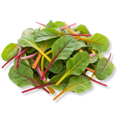 Chard Bright light Baby leaf
