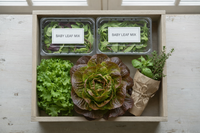 Bundle - Chef's Greens Box