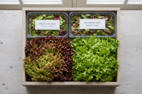 Bundle - Salad Lover Box
