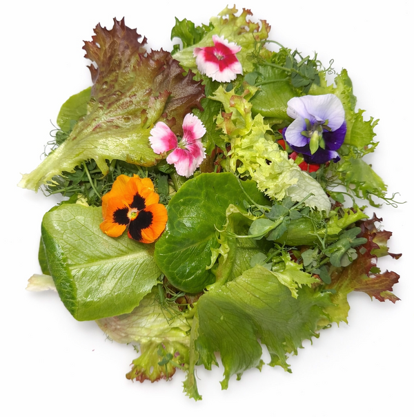 Rainbow Mix Baby leaf