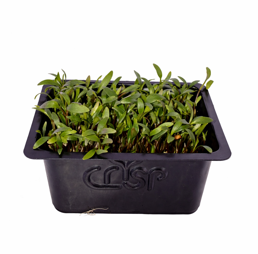 Microgreens -Coriander - image 1