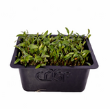 Microgreens -Coriander
