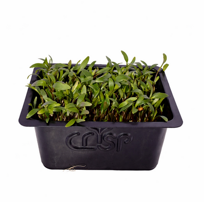 Microgreens -Coriander
