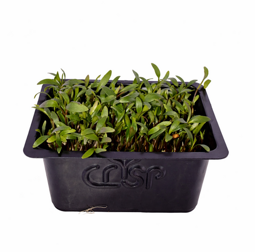 Microgreens -Coriander