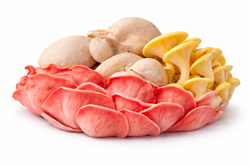 Mixed Oyster Mushrooms