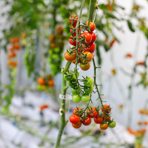 Cherry Tomato Bunch