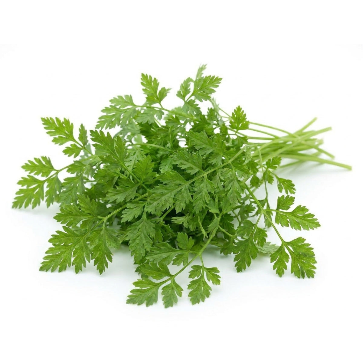 Chervil - image 1
