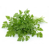 Chervil