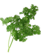 Chervil