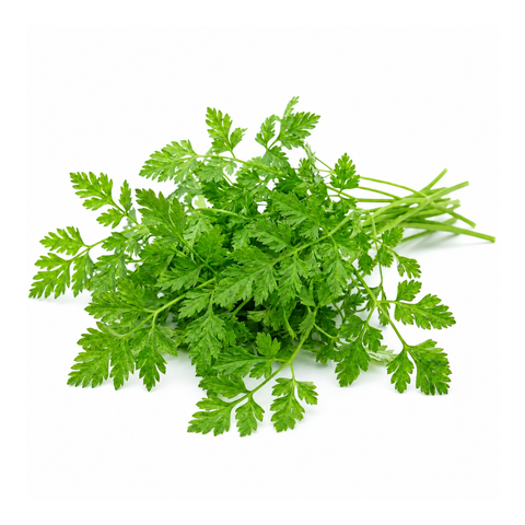 Chervil
