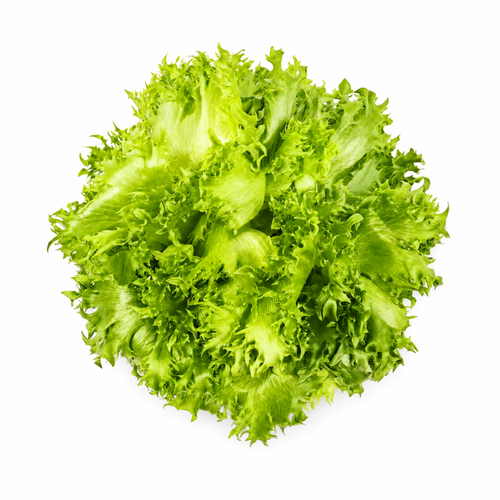 Coastline Lettuce