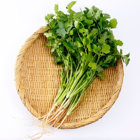 Coriander / Cilantro