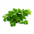 Coriander / Cilantro