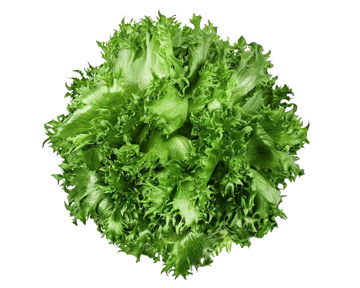 Coastline Lettuce - image 1