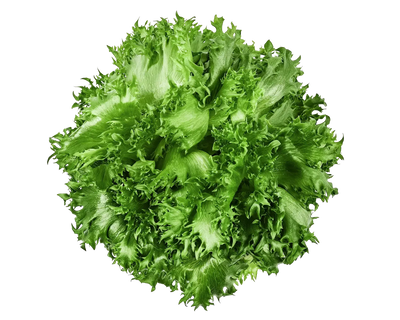 Coastline Lettuce