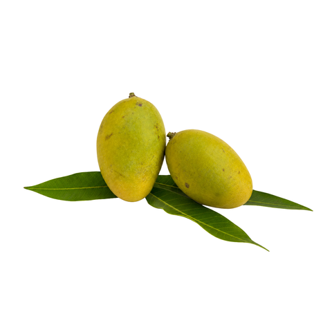 Fass baby Mango