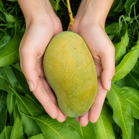 Fazli Mango