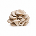 Grey Oyster Mushrooms