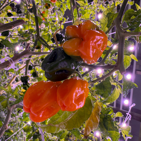 Habanero Chilli