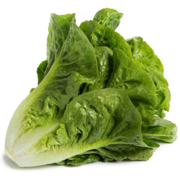 Baby Romaine Lettuce