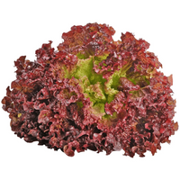Batavia Red/Lollo Rossa