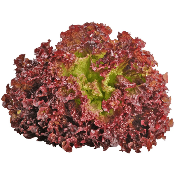 Batavia Red/Lollo Rossa