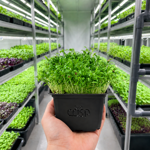 Microgreens -Coriander