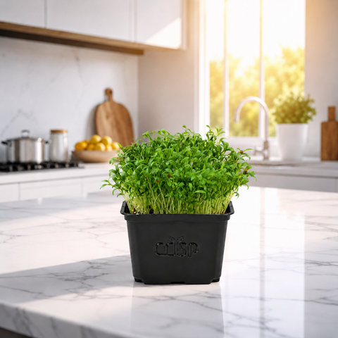 Microgreens -Coriander