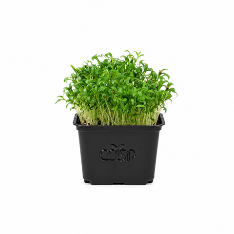 Microgreens -Coriander