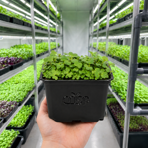 Microgreens -Mizuna
