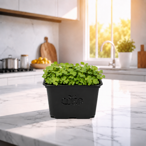 Microgreens -Mizuna