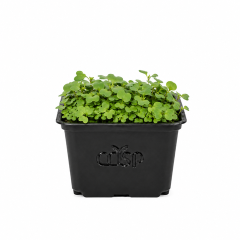 Microgreens -Mizuna