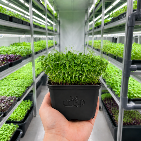 Microgreens -Peashoots