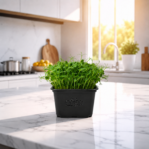 Microgreens -Peashoots