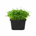 Microgreens -Peashoots