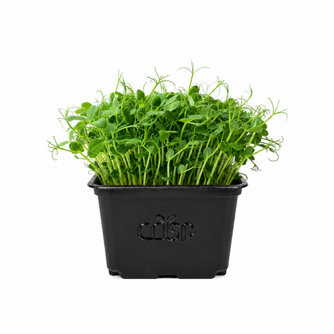 Microgreens