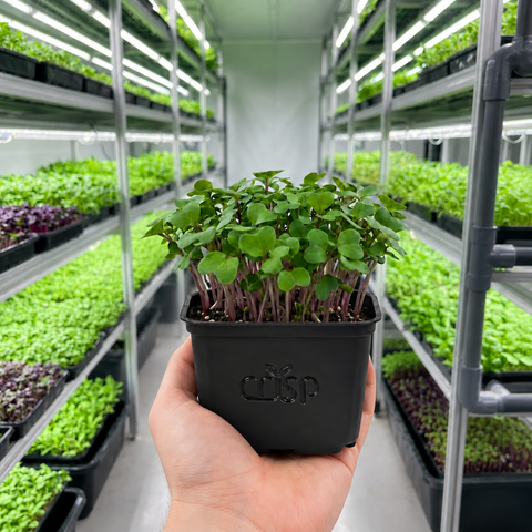 Microgreens - Radish Red